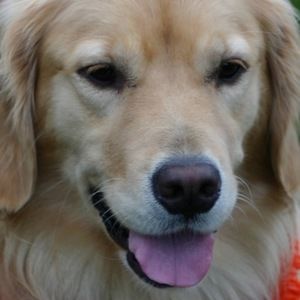 Meet your Posher, Bonnie